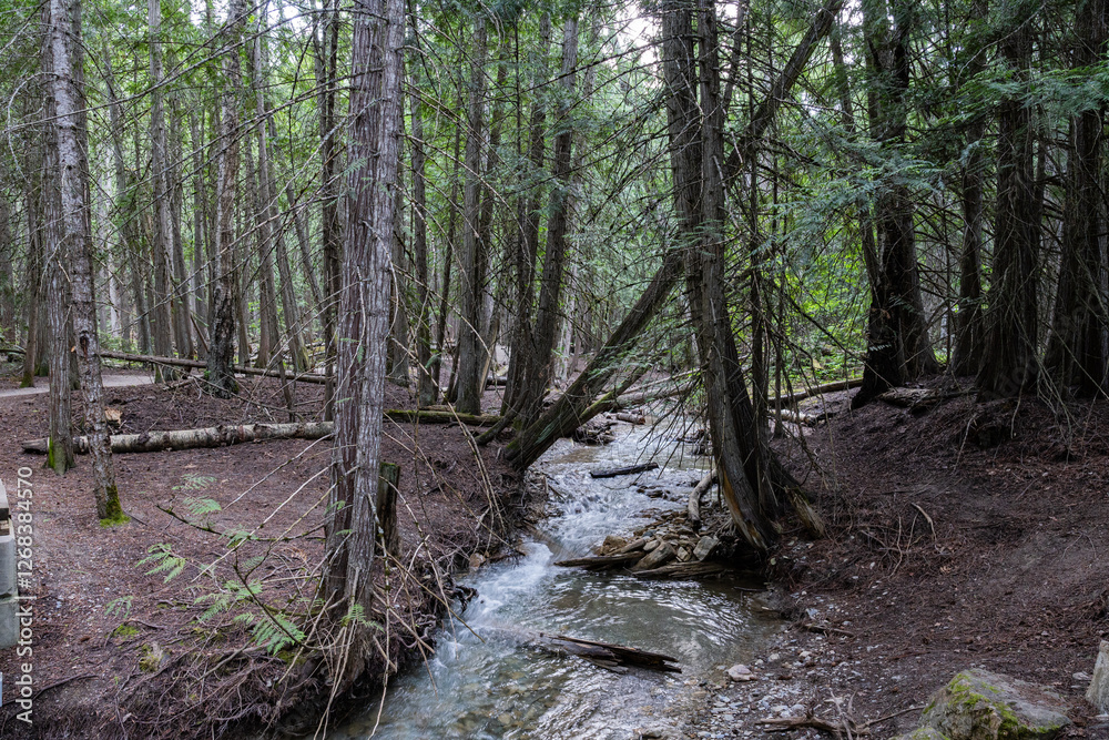 Margaret Falls loop trail with mountain stream near Shuswap lake British Columbia with scenic hiking trail Margaret Falls loop trail with mountain stream near Shuswap lake British Columbia with scenic hiking trail