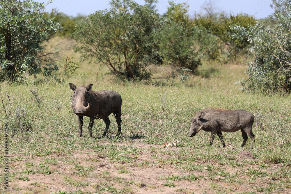 Fototapeta premium Warzenschwein / Warthog / Phacochoerus africanus