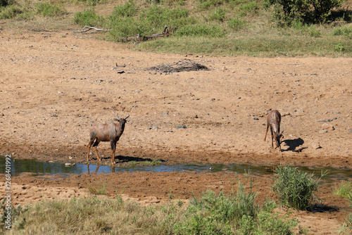 Leierantilope im Tsendze River / Common tsessebe in Tsendze River / Damaliscus lunatus photo