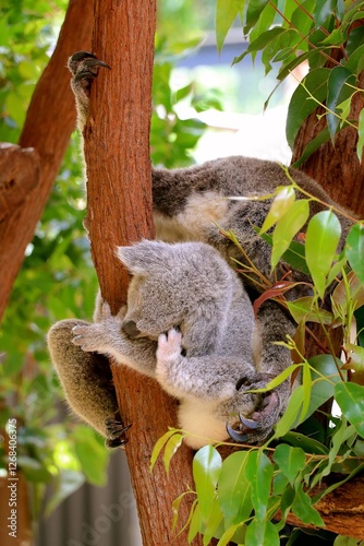 Photography Two koalas are seen interacting playfully among lush green eucalyptus leaves in a bright, sunny forest