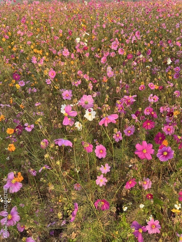 Colorful cosmos flowers blooming in garden
