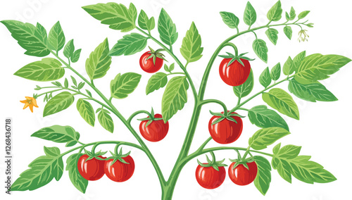 Tomato plant vector design, Red Tomato vector design