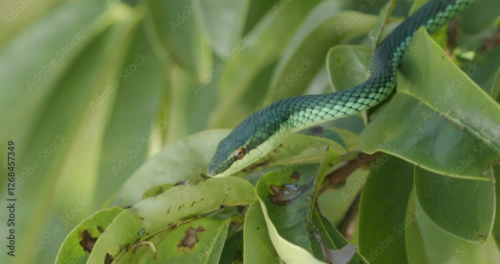 Green snake on tree. Close-up. 