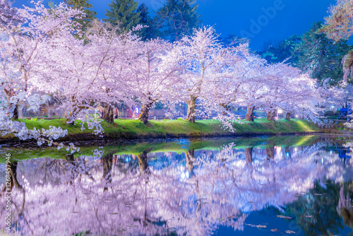 弘前公園の美しい夜桜 photo