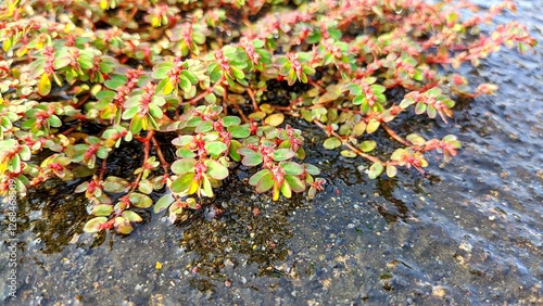 Euphorbia prostrata is a wild plant used as a herbal treatment for anorectal diseases, such as hemorrhoids and colon diseases photo