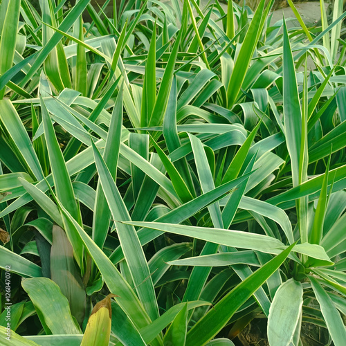 close up of green grass