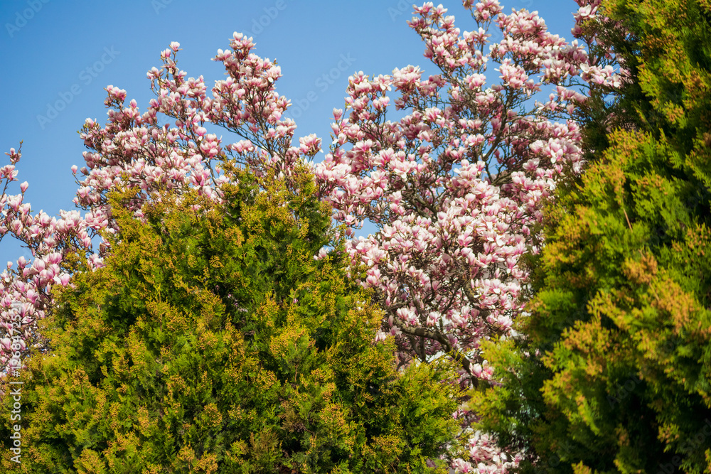 a magnolia tree with beautiful pink flowers blooming among other trees.
a magnolia tree with beautiful pink flowers blooming among other trees.