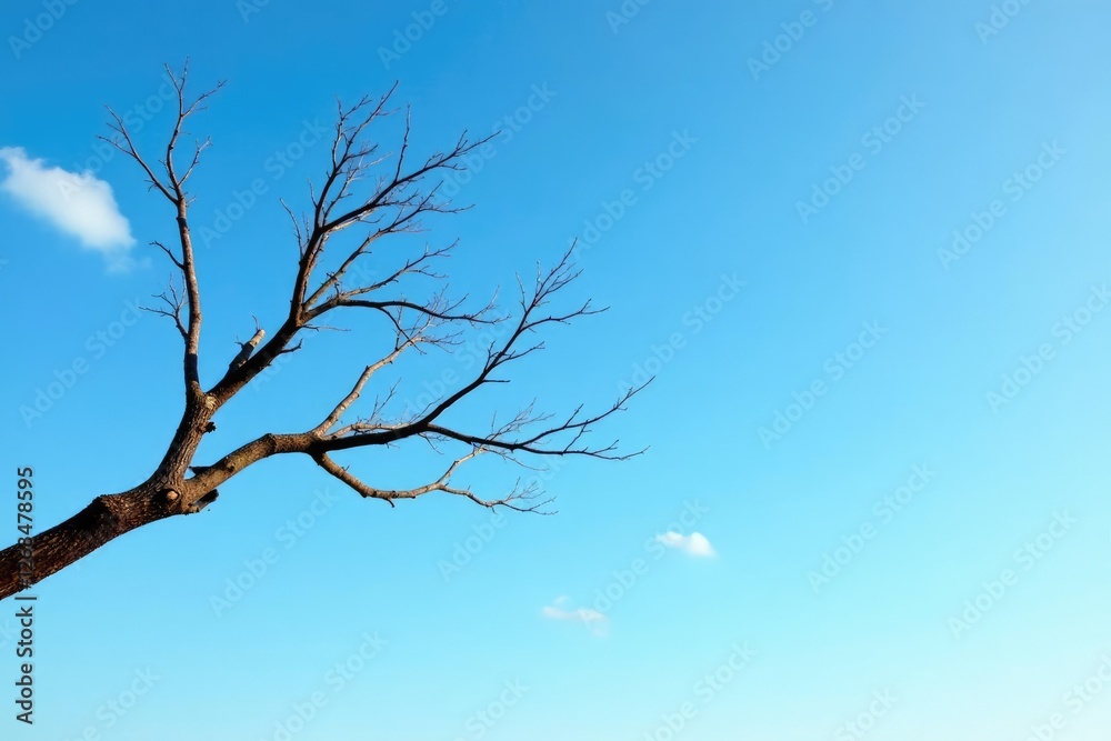 A bare tree branch against a clear blue sky with some light clouds, tree, bare, landscape A bare tree branch against a clear blue sky with some light clouds, tree, bare, landscape