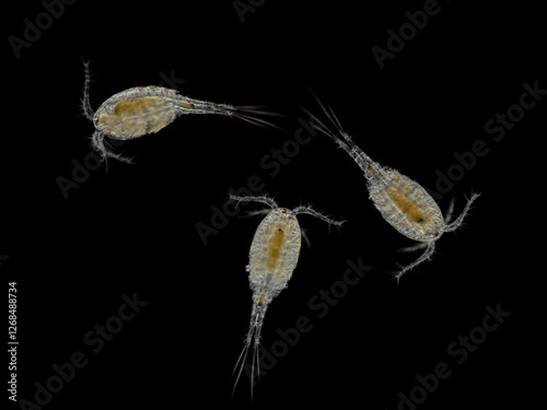 Mrg P111009024 copepods, Cyclops sp, darkfield, cECP 2025