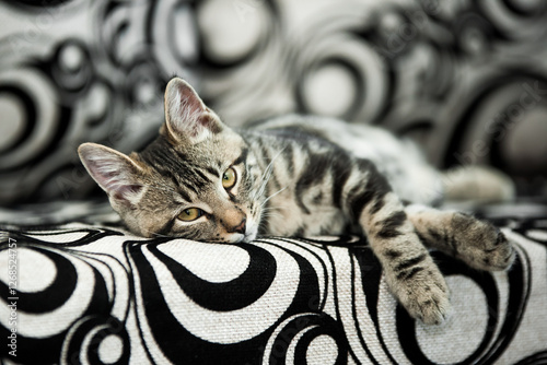 Small striped kitten lying and chilling on black and white circle patterned sofa
