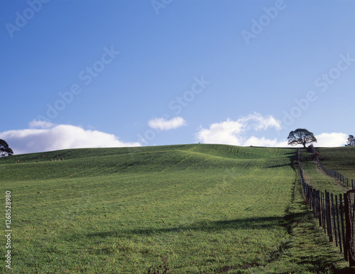 Lush green pasture in Tasmania photo