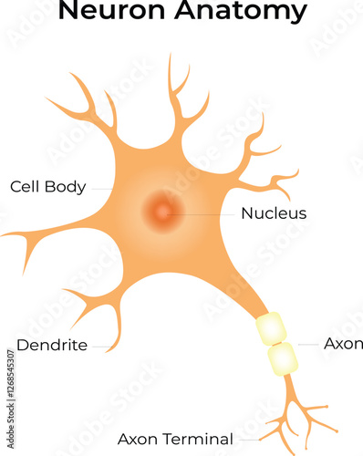 Neuron Anatomy Science Design Vector Illustration Diagram