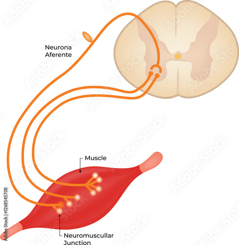 Neuromuscular Junction Science Design Vector Illustration Diagram