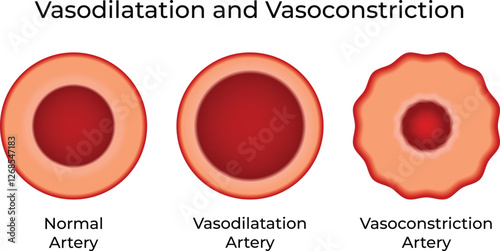 Vasodilatation and Vasoconstriction Science Design Vector Illustration Diagram