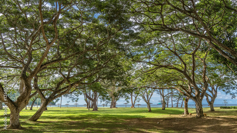 Sprawling trees grow on a green lawn in a seaside park. Shadows on the grass. Sun umbrellas on the ocean. Blue sky, clouds. Malaysia. Borneo. Kota Kinabalu. Resort Sprawling trees grow on a green lawn in a seaside park. Shadows on the grass. Sun umbrellas on the ocean. Blue sky, clouds. Malaysia. Borneo. Kota Kinabalu. Resort