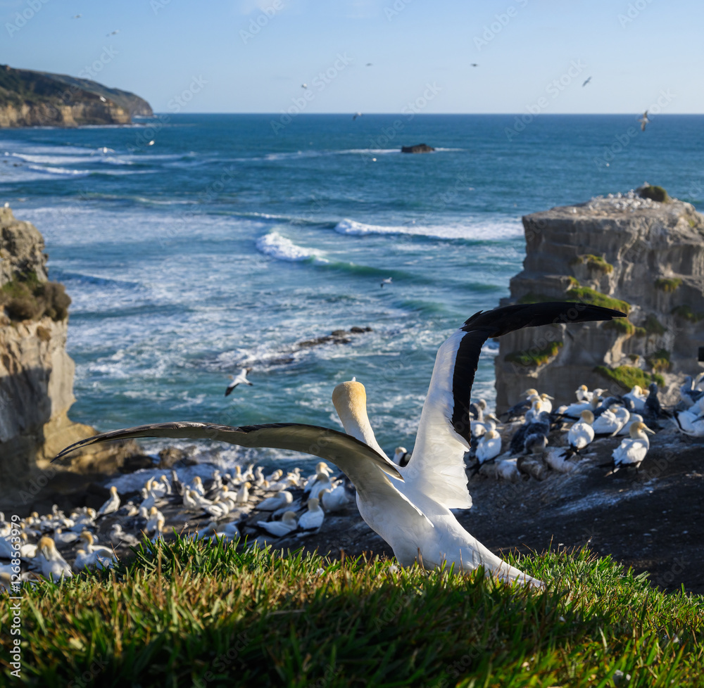 Gannet flapping its wings. Muriwai Beach Gannet Colony. Auckland. Vertical format.