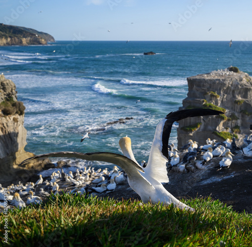 Obraz na płótnie Gannet flapping its wings. Muriwai Beach Gannet Colony. Auckland. Vertical format. w salonie