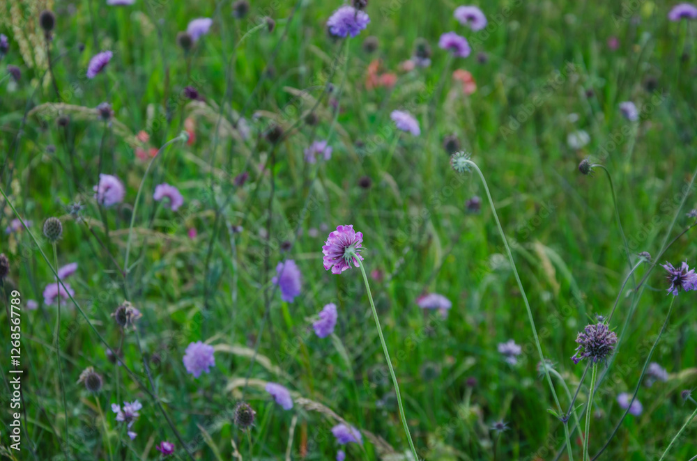 meadow field with blooming flowers background meadow field with blooming flowers background