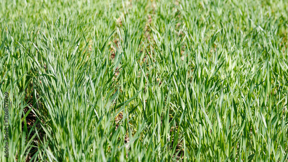 A vibrant close-up view of a lush green wheat field in spring, showing young, healthy plants growing under natural sunlight. A vibrant close-up view of a lush green wheat field in spring, showing young, healthy plants growing under natural sunlight.