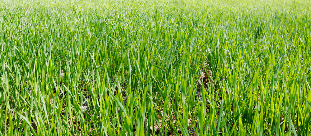 Obraz premium A vibrant close-up view of a lush green wheat field in spring, showing young, healthy plants growing under natural sunlight.