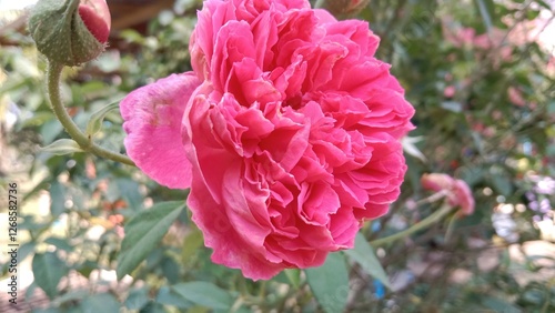 pink peony flower