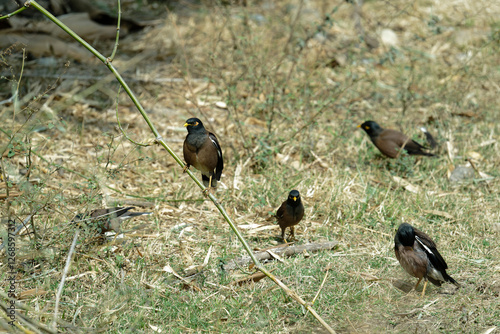 Common myna on the field photo