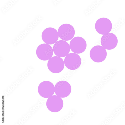 staphylococcus aureus bacteria