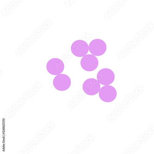 staphylococcus aureus bacteria