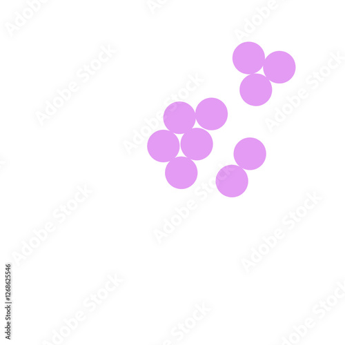 staphylococcus aureus bacteria