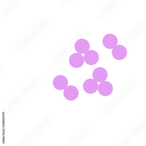 staphylococcus aureus bacteria