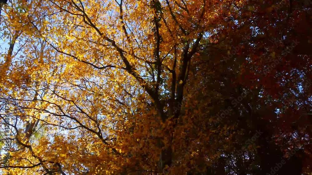4K Cinematic Clip of Autumn Leaves Falling From Trees 4K Cinematic Clip of Autumn Leaves Falling From Trees