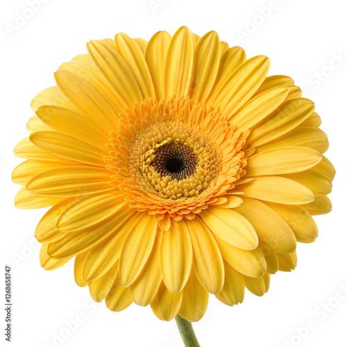 yellow gerber daisy isolated