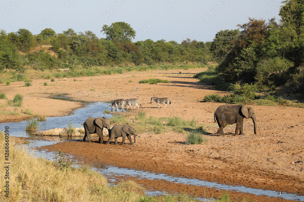 Obraz premium Afrikanischer Elefant und Steppenzebra im Tsendze River/ African elephant and Burchell's zebra in Tsendze River / Loxodonta africana et Equus quagga burchellii.