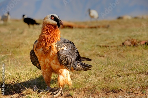 BEARDED VULTURE (Gypaetus barbatus) .  highly endangered . at a safe feeding site in the drakensberg, 