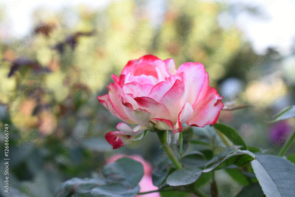 Beautiful pink white rose flower closeup in garden, A very beautiful pink white yellow rose flower bloomed on the rose tree, Rose flower closeup, bloom flowers, Natural spring flower floral background Beautiful pink white rose flower closeup in garden, A very beautiful pink white yellow rose flower bloomed on the rose tree, Rose flower closeup, bloom flowers, Natural spring flower floral background
