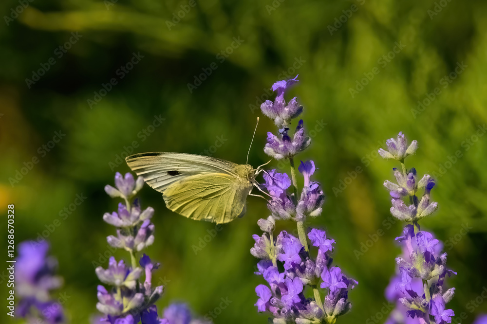 butterfly on a flower