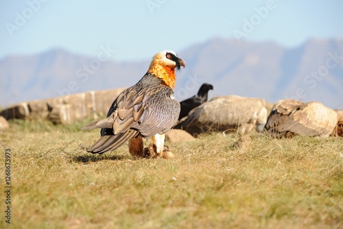 BEARDED VULTURE (Gypaetus barbatus) .  highly endangered . at a safe feeding site in the drakensberg, 