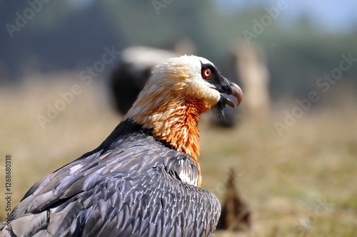 BEARDED VULTURE (Gypaetus barbatus) .  close up detail of face and plumage.  highly endangered .