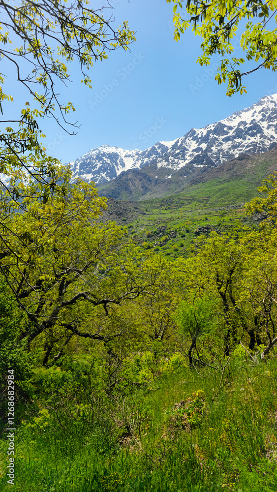 Stunning view of a lush green forest with snow-capped mountains in the background, showcasing the beauty of nature and the changing seasons.
📍Kamalla, Hawraman Takht Stunning view of a lush green forest with snow-capped mountains in the background, showcasing the beauty of nature and the changing seasons.
📍Kamalla, Hawraman Takht