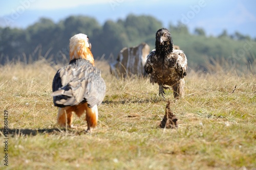 JUVENILE BEARDED VULTURE (Gypaetus barbatus) . challenges adult for possession of a scrap.  highly endangered throughout southern africa