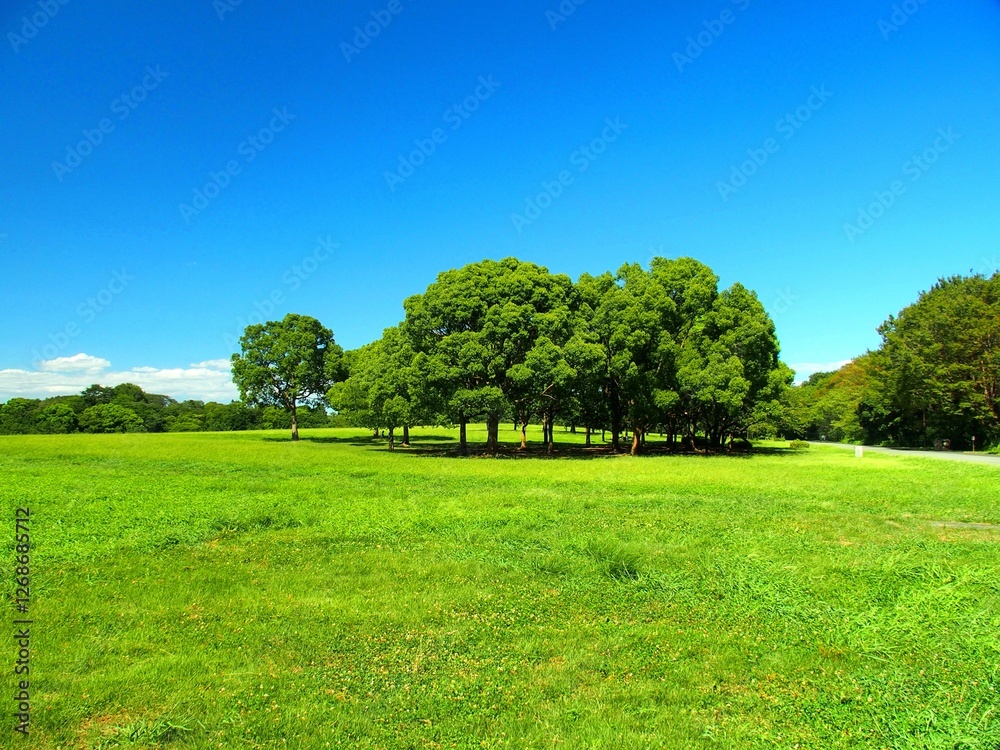 Naklejka premium 楠木と草原のある夏の水元公園風景