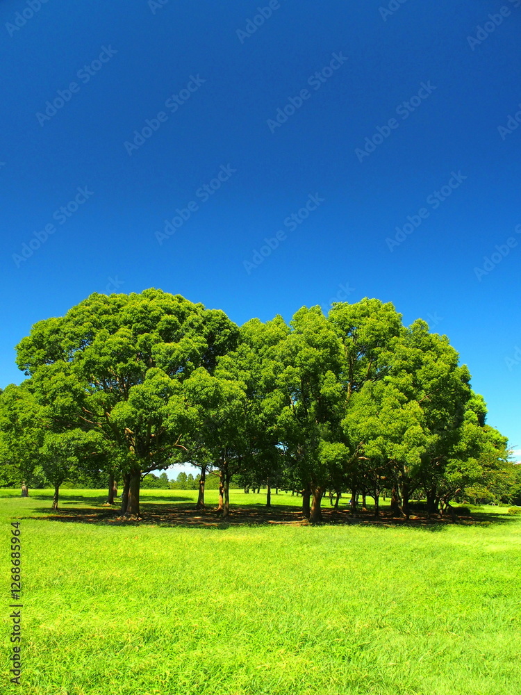 Fotografie 楠木と草原のある夏の水元公園風景
