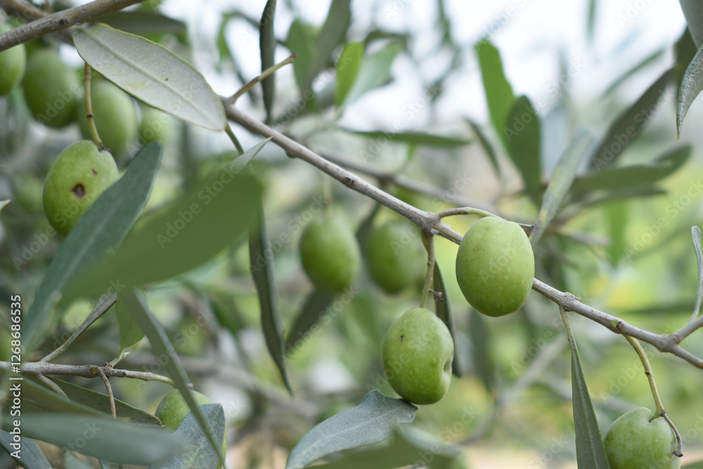 unripe green olives on tree closeup, Olive-tree branch with unripe green olives, olive tree plantation during harvest, unripe green olives on the tree with green leaves, Chakwal, Punjab, Pakistan unripe green olives on tree closeup, Olive-tree branch with unripe green olives, olive tree plantation during harvest, unripe green olives on the tree with green leaves, Chakwal, Punjab, Pakistan