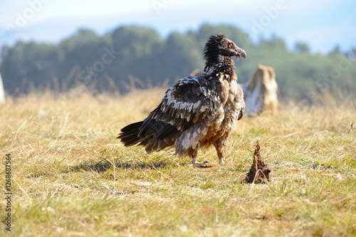 JUVENILE BEARDED VULTURE (Gypaetus barbatus) highly endangered throughout southern africa