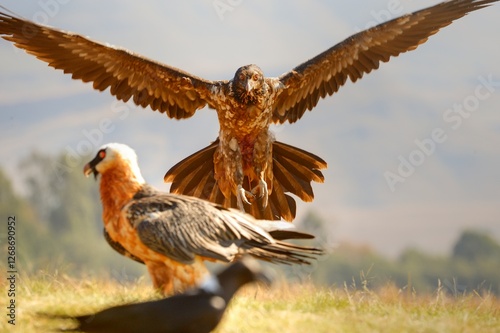JUVENILE BEARDED VULTURE (Gypaetus barbatus) highly endangered throughout southern africa
