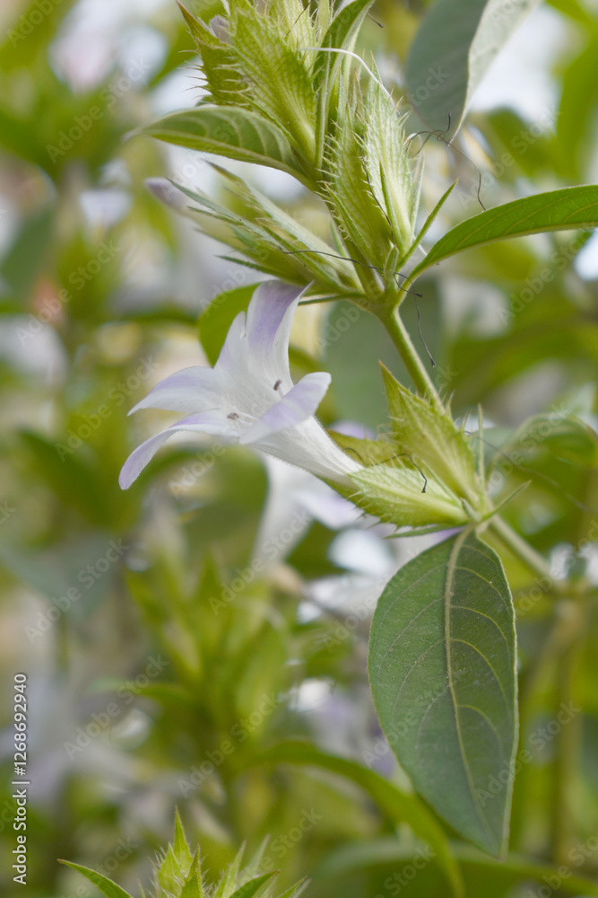 Obraz premium Crested Philippine violet or Bluebell barleria (Barleria cristata Lavender Lace) rare variety wild flower medicinal plant, close up, Barleria Cristata Lavender Lace Flowers With Leaves In Garden,