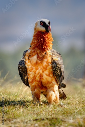 BEARDED VULTURE (Gypaetus barbatus) .  close up detail of face and plumage.  highly endangered 