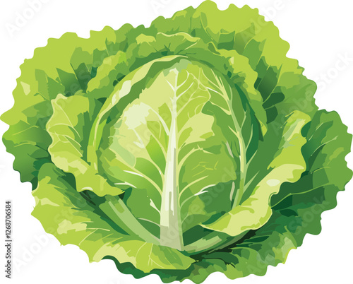 Lettuce isolated on a transparent or white background, vector illustration