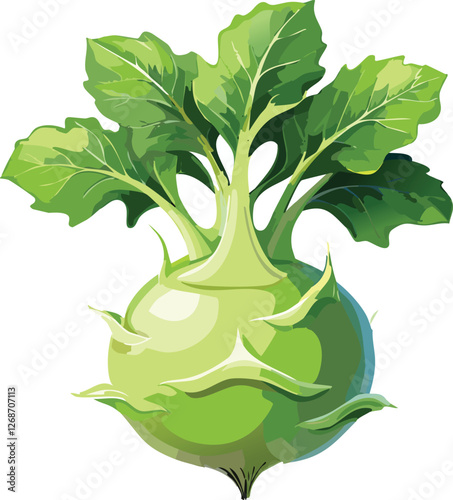 Kohlrabi isolated on a transparent or white background, vector illustration