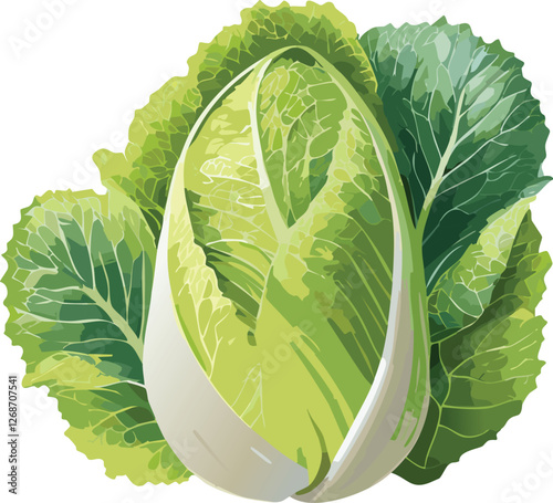 Napa Cabbage isolated on a transparent or white background, vector illustration